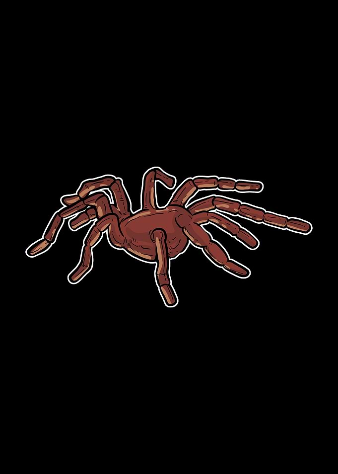 Spider Tarantula
