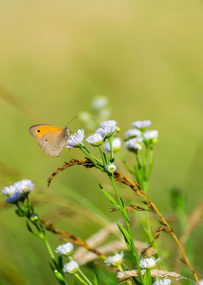 Butterfly on white flower
