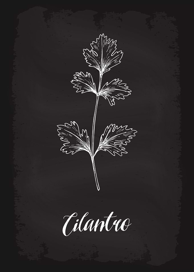 Kitchen Herbs Cilantro