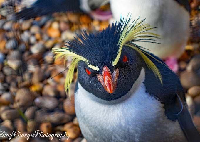 Penguin Close Up