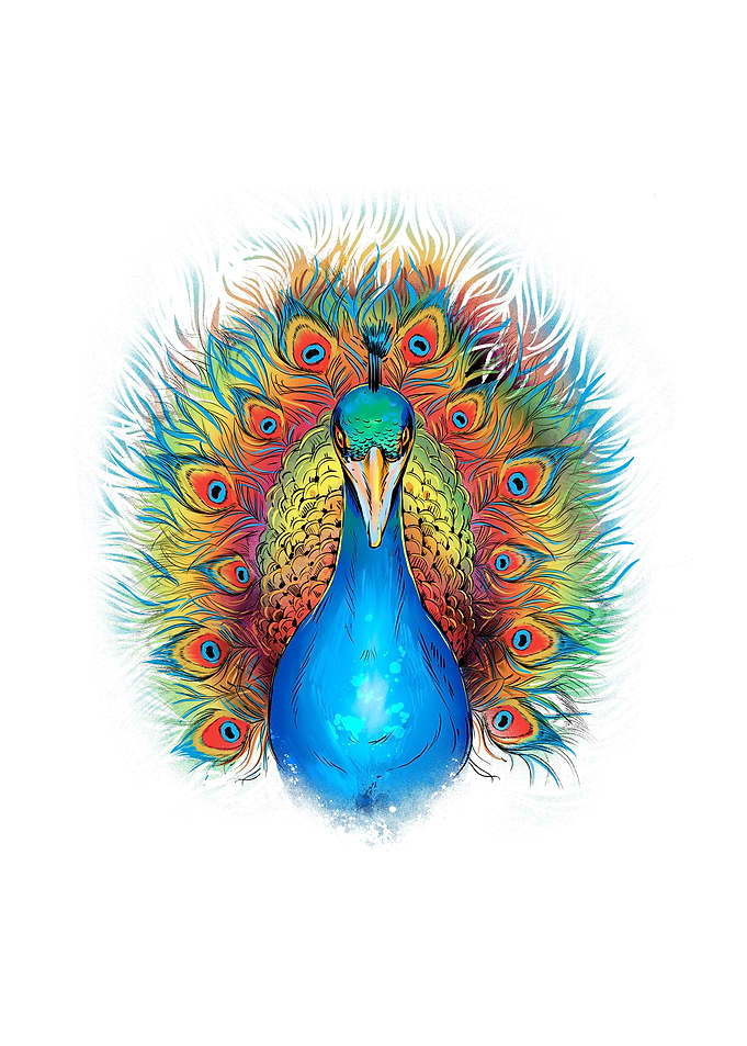 Rainbow peacock animal