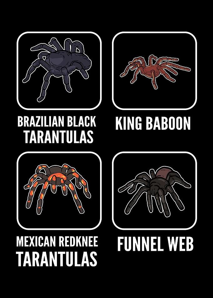 Different Types Of Spiders