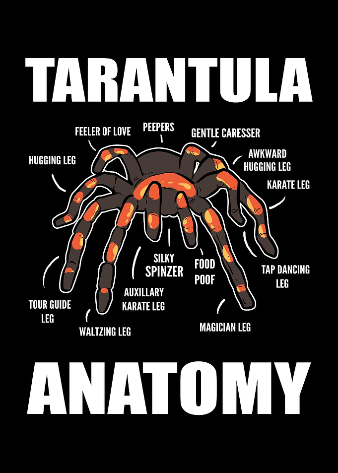 Tarantula Anatomy