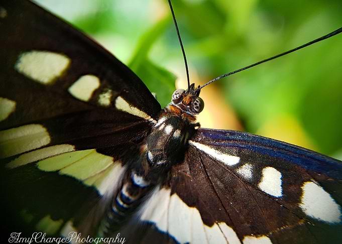 Butterfly Macro