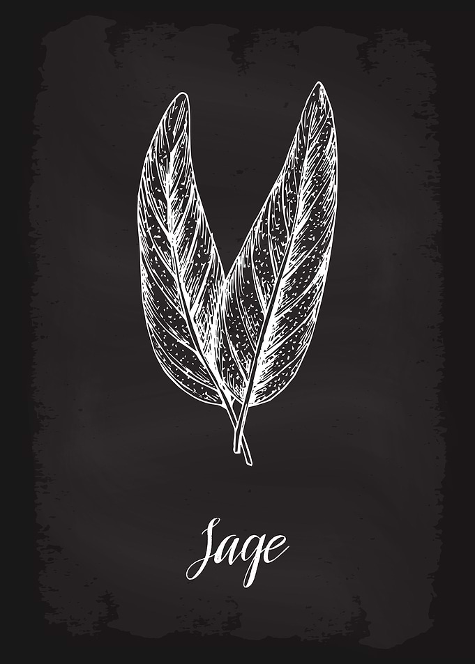 Kitchen Herbs Sage