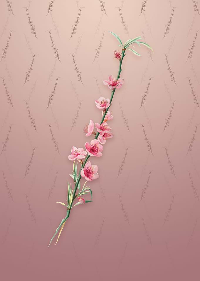 Vintage Peach Blossoms