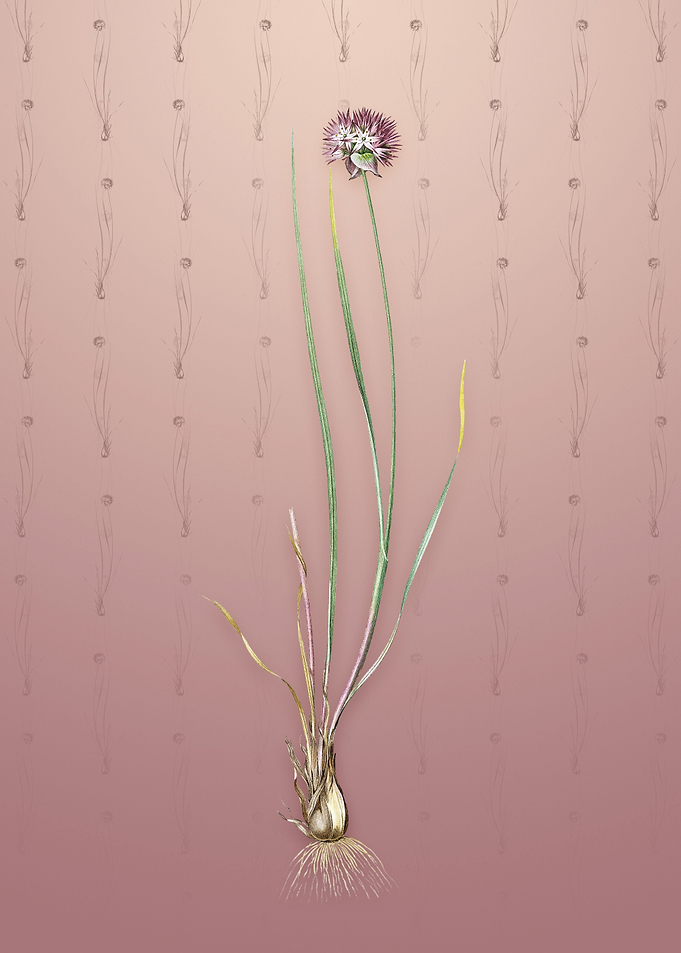 Vintage Allium Foliosum