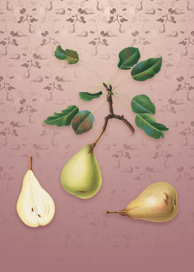 Vintage Pear on Dusty Pink