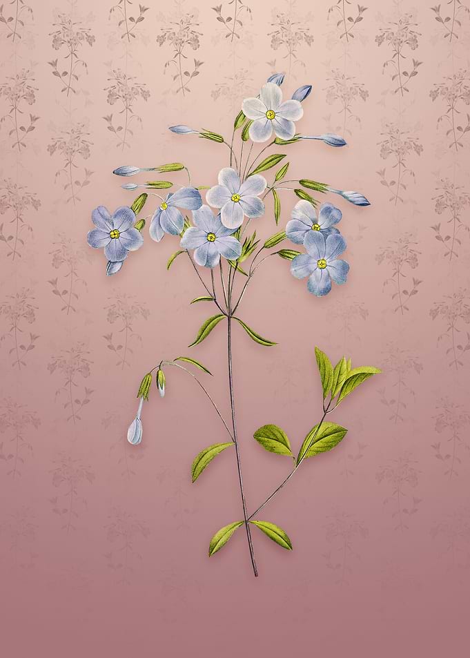 Phlox on Dusty Pink