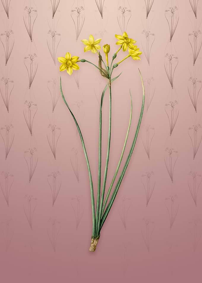 Vintage Rush Daffodil