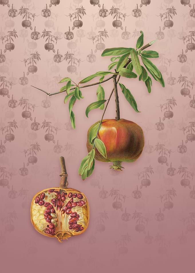 Vintage Pomegranate