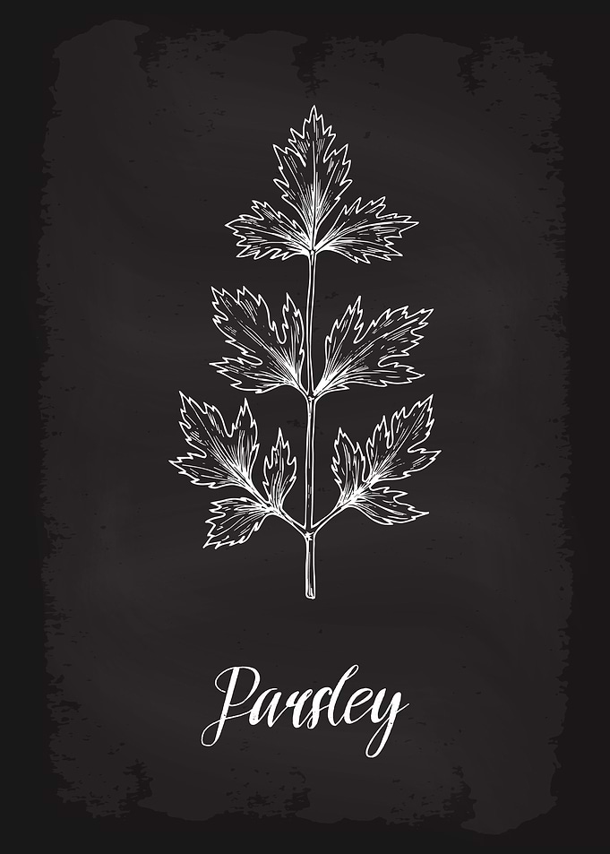 Kitchen Herbs Parsley