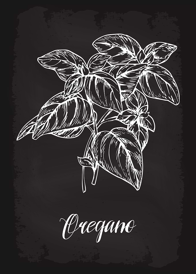 Kitchen Herbs Oregano