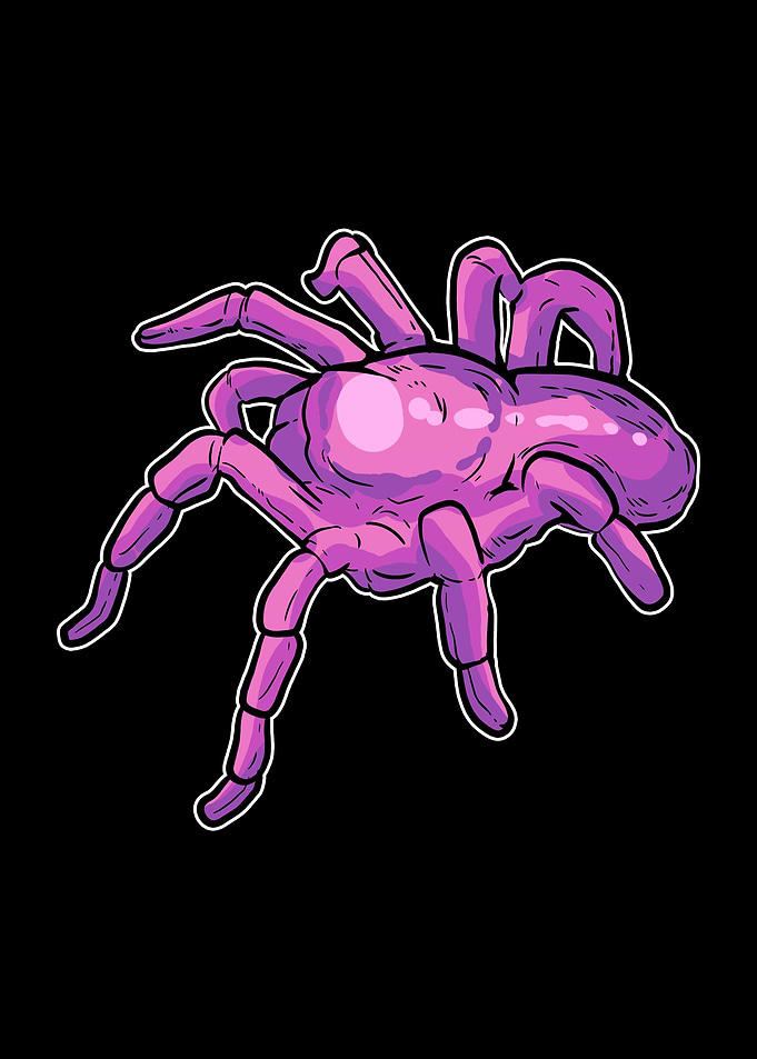 Tarantula Spider