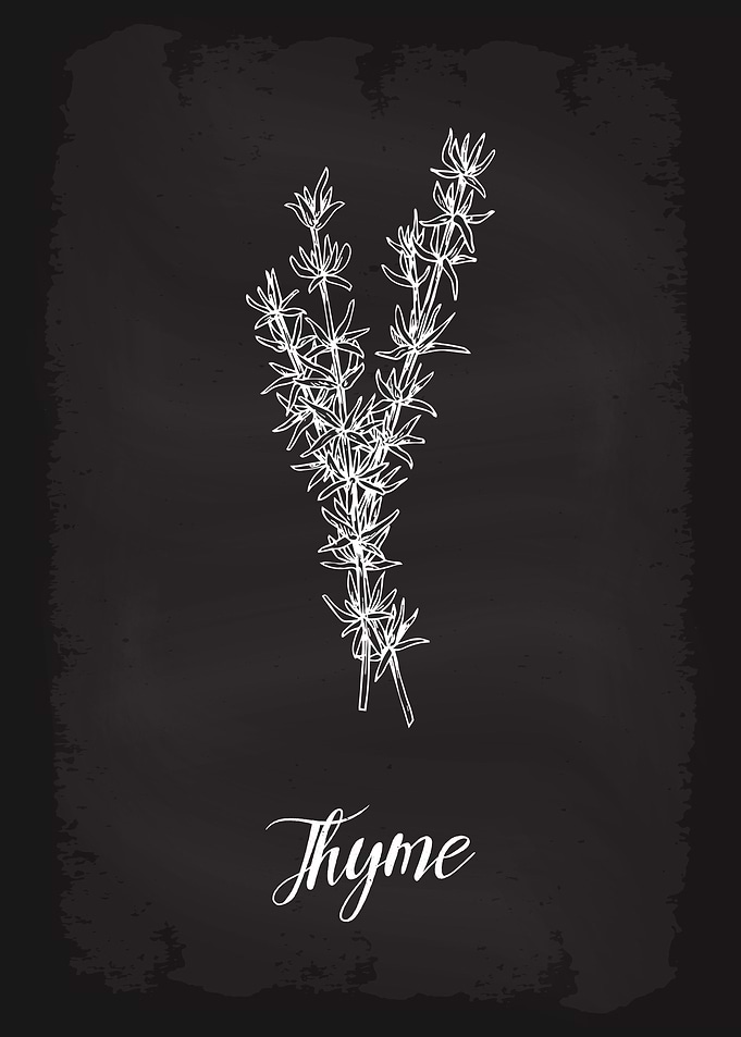 Kitchen Herbs Thyme