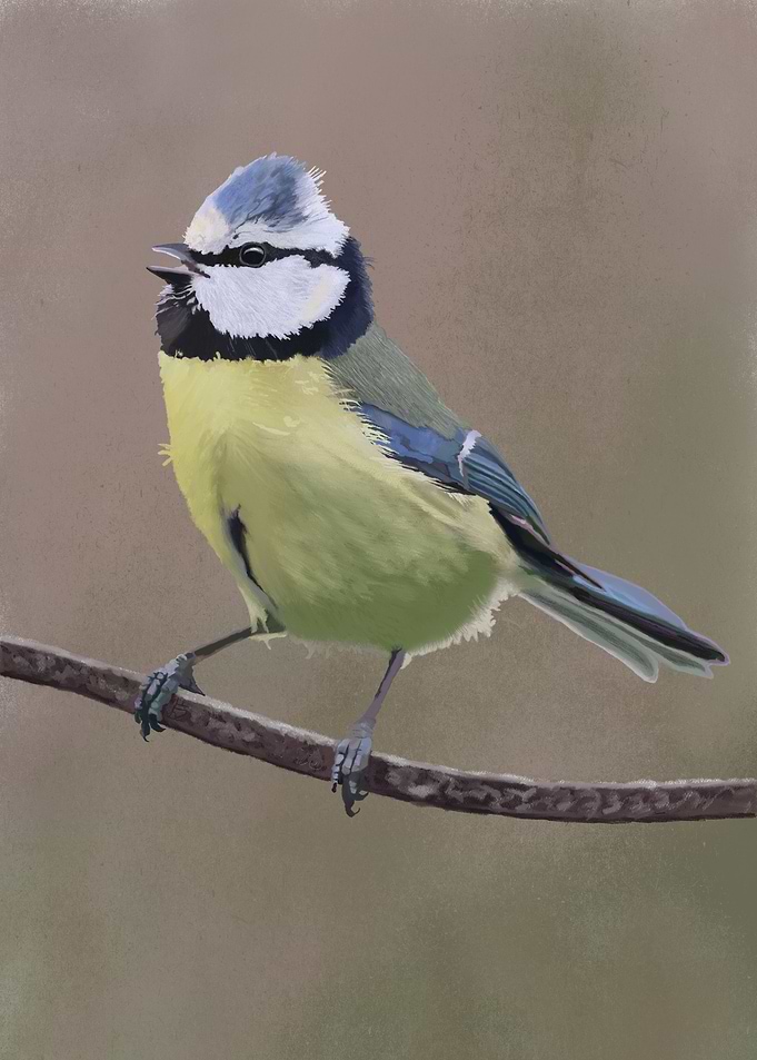 Blue Tit on Garden Feature
