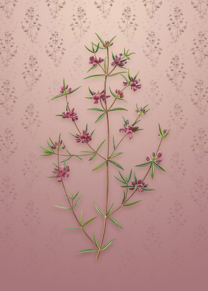Vintage Heath Mirbelia