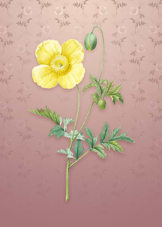 Vintage Welsh Poppy