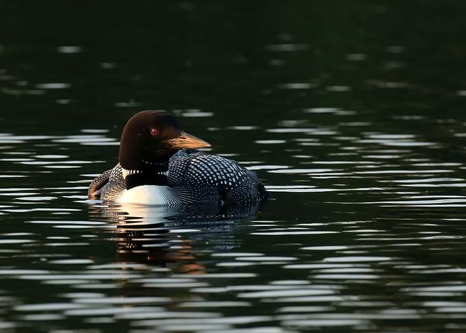 Father loon