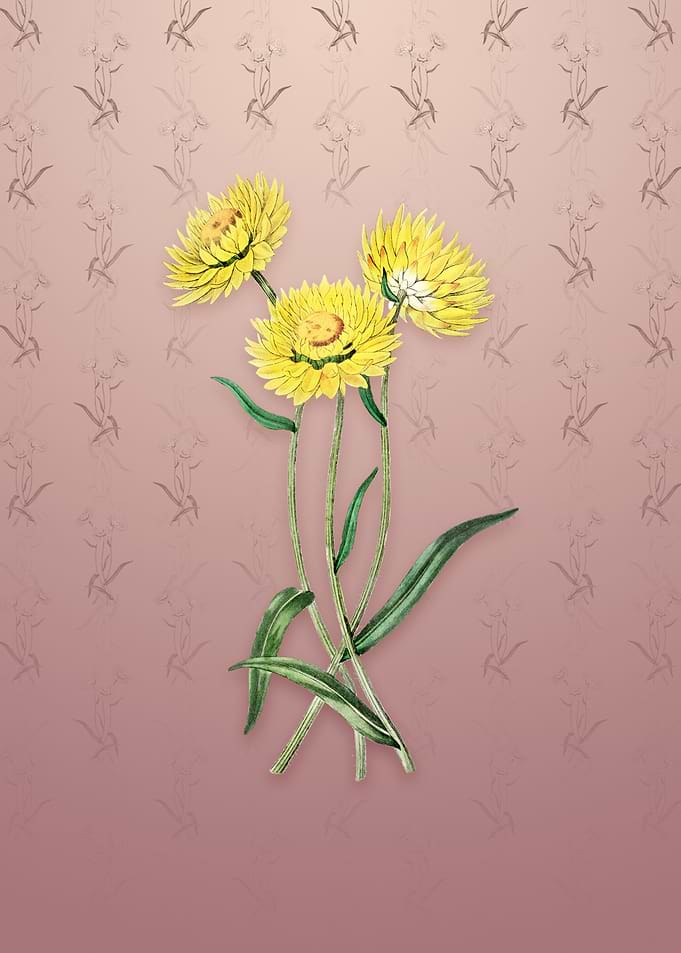 Vintage Helichrysum Flower