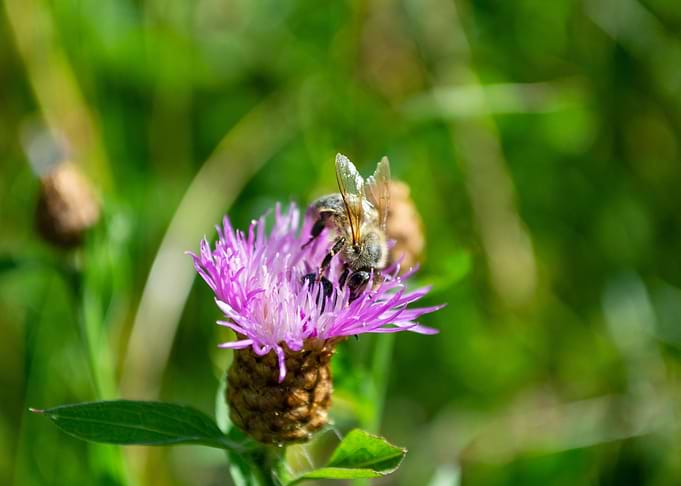 Bee on a flower