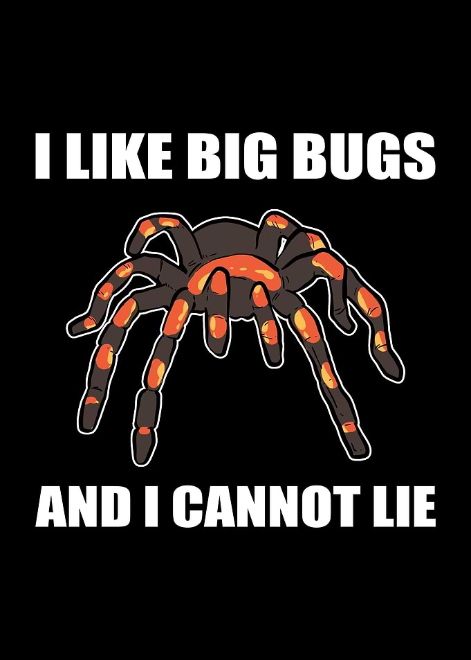 Tarantula Animal