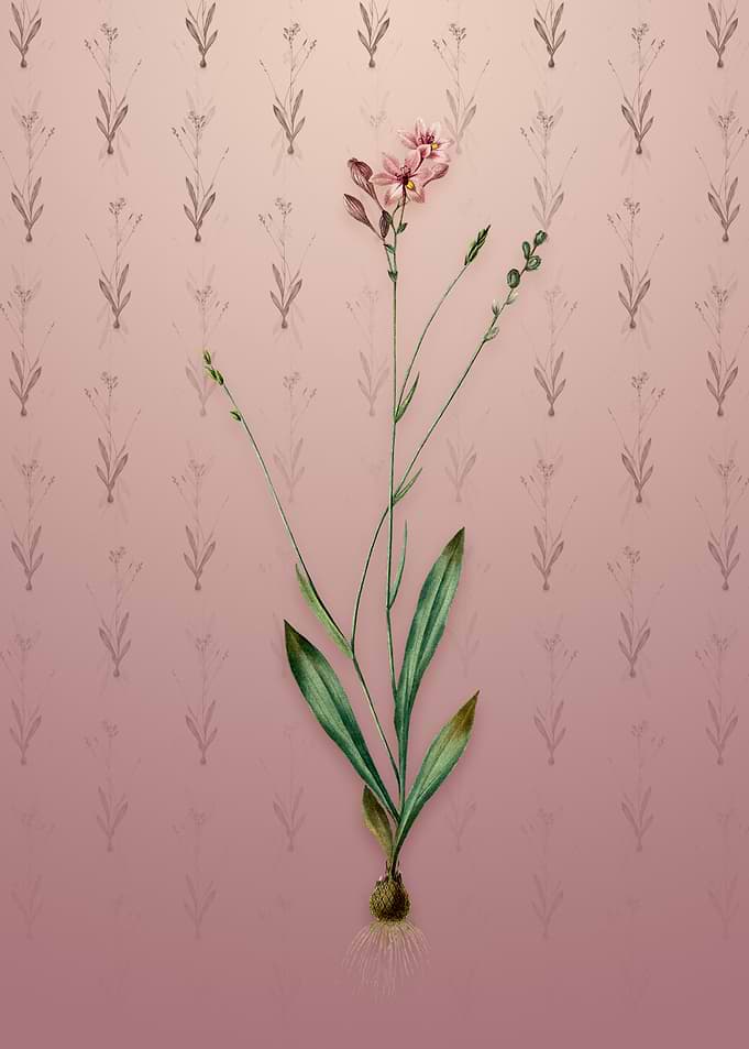Vintage Gladiolus Junceus
