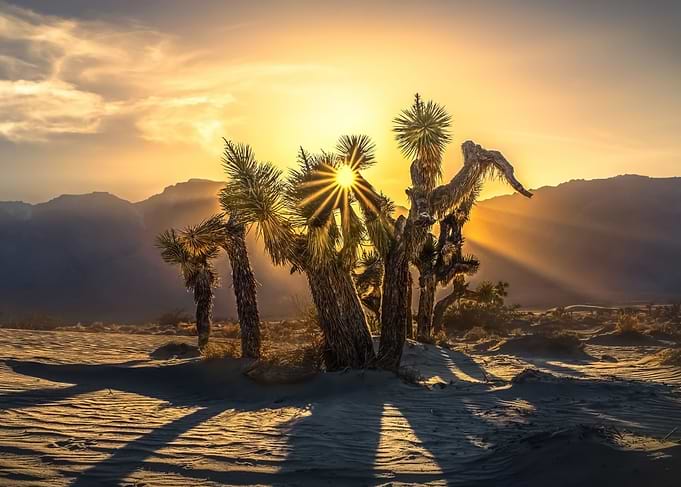 Joshua Tree