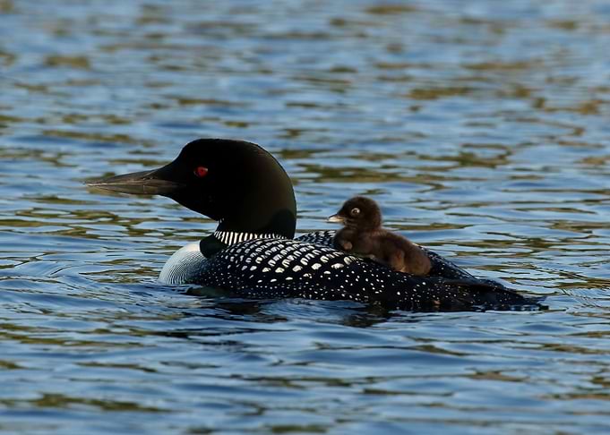 Hitching a ride