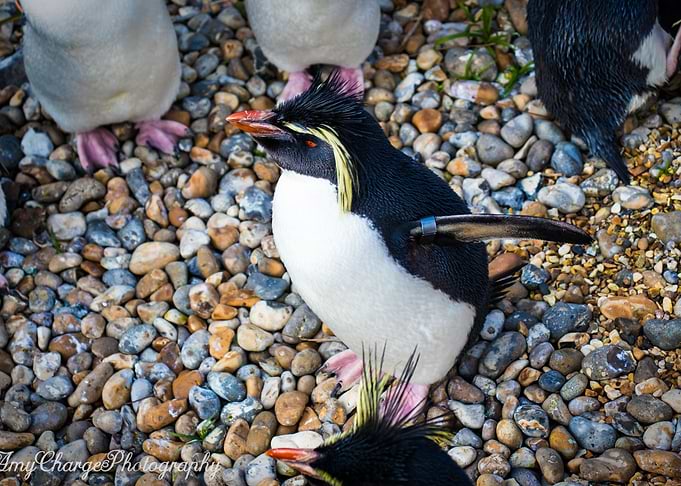 Penguin Full Body