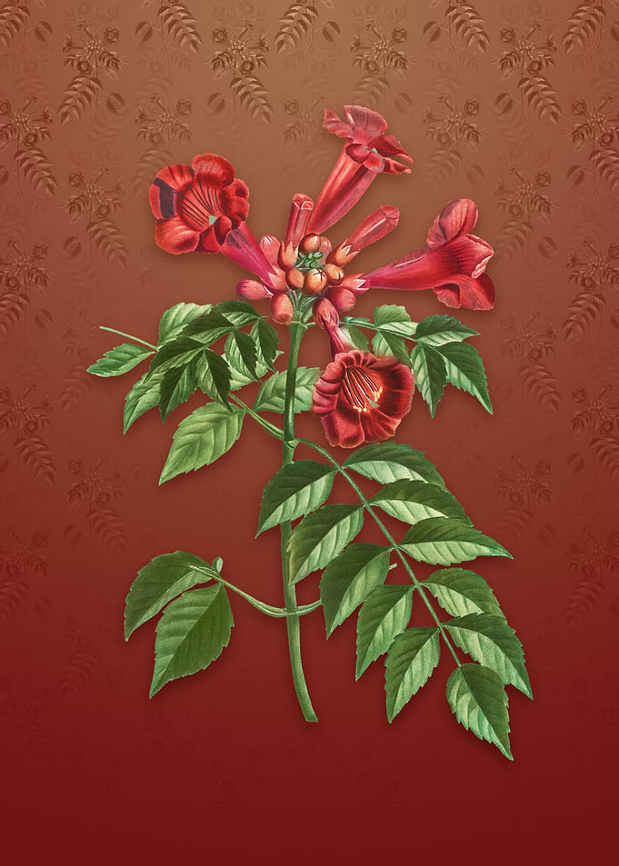 Vintage Trumpet Vine