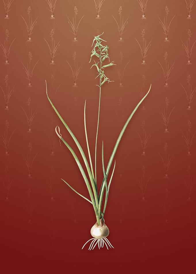 Vintage Hyacinthus Viridis