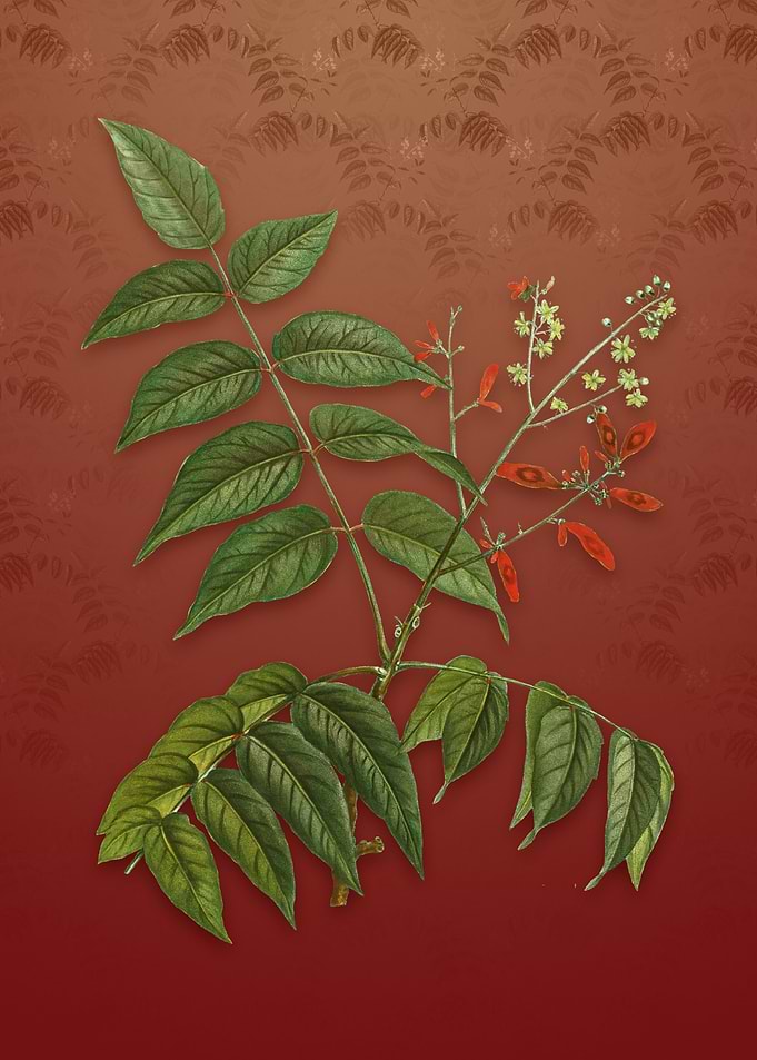 Vintage Tree of Heaven