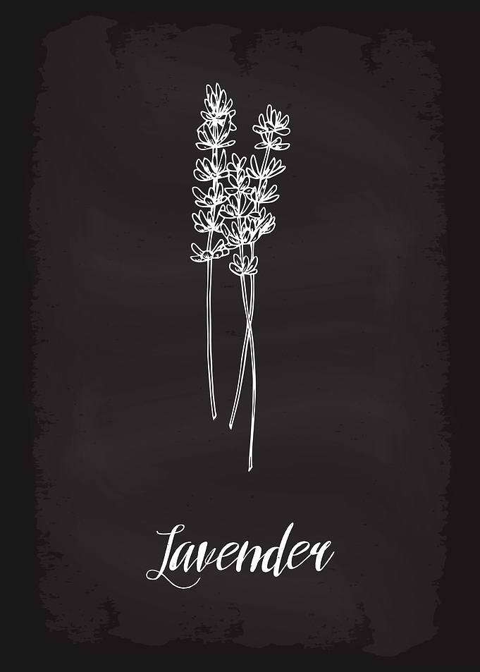 Kitchen Herbs Lavender