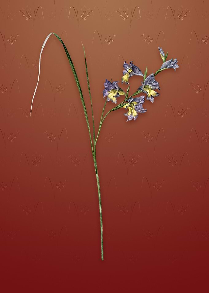 Vintage Gladiolus Ringens