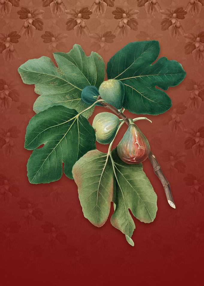 Common Fig on Falu Red