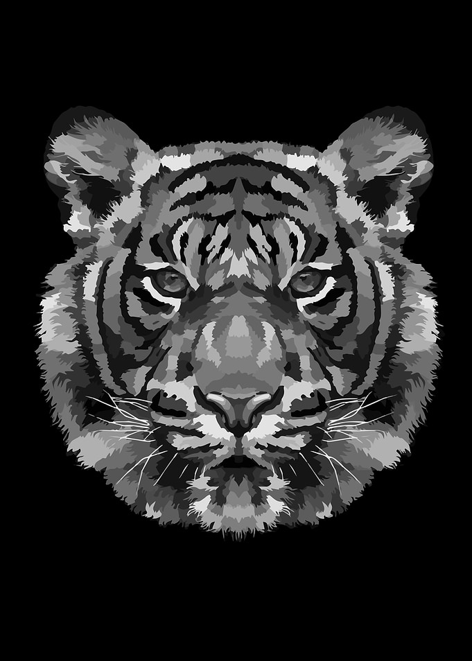 TIGER FACE