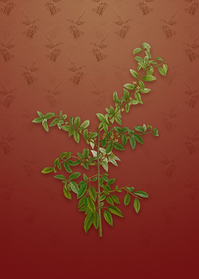 Vintage Rock Buckthorn