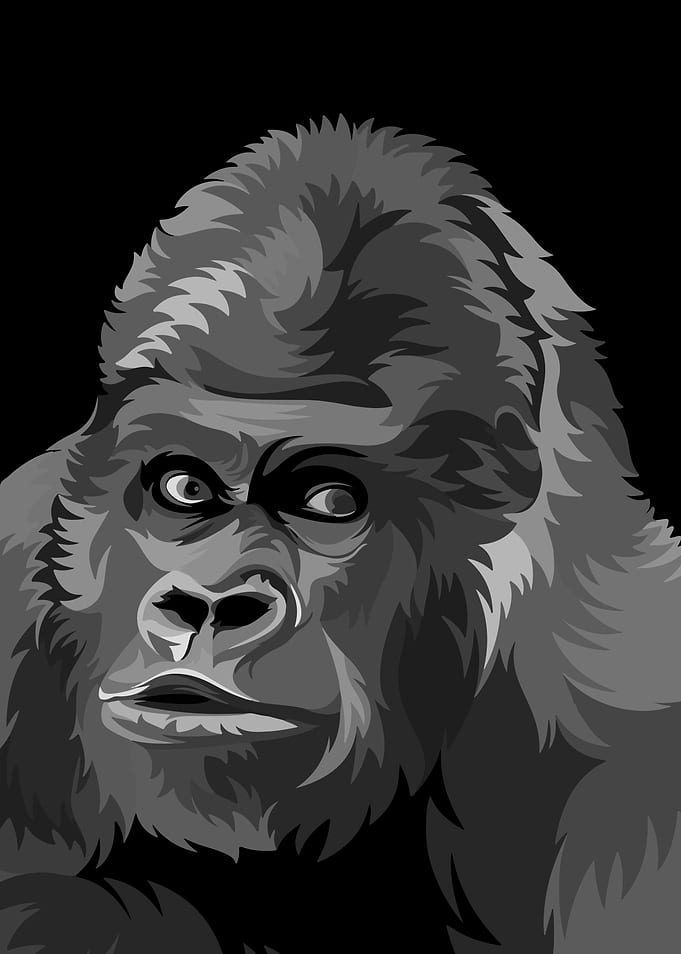 KINGKONG