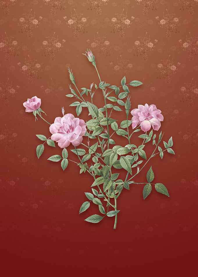 Vintage Dwarf Rosebush
