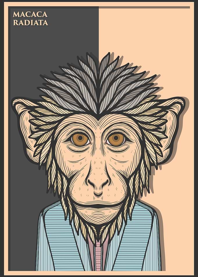 Bonnet Macaque Monkey