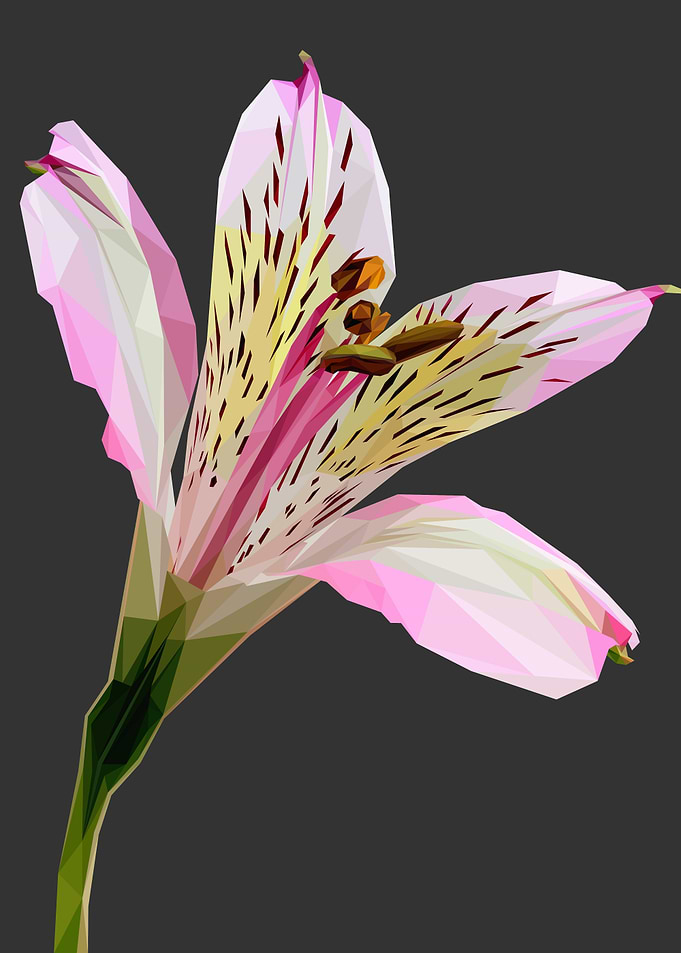 White Pink Lilly Flower
