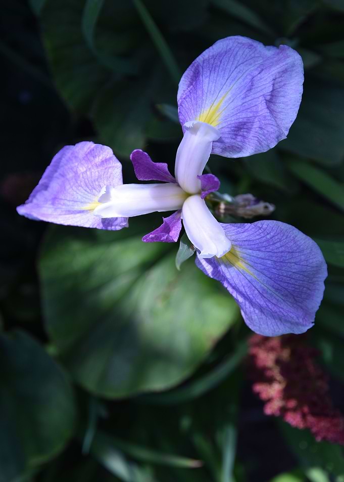 Orchid