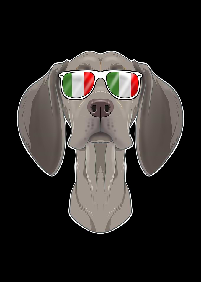 Weimaraner Italy