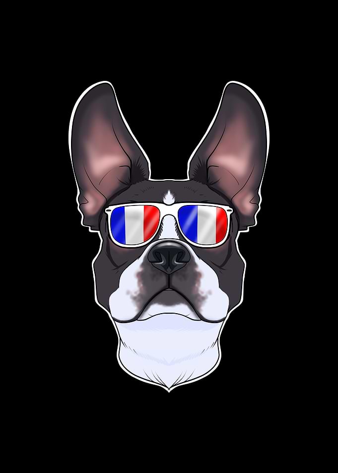 Boston Terrier France