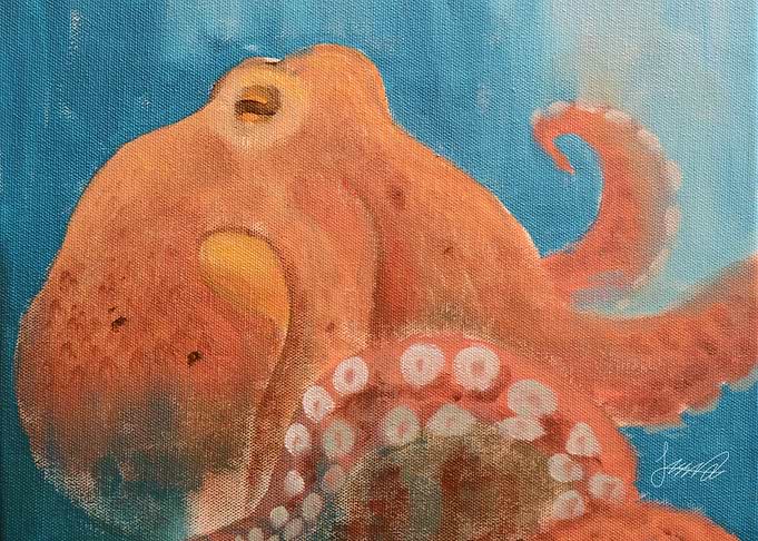Octopus