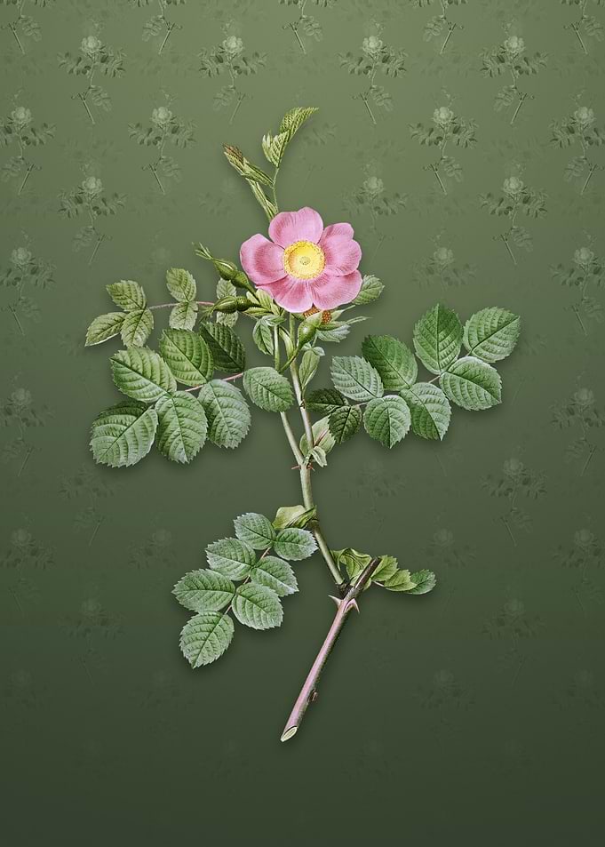 Pink Sweetbriar Rose