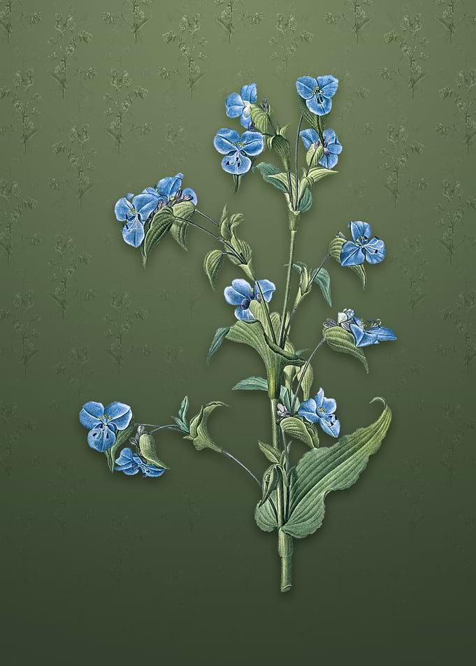Vintage Commelina Tuberosa