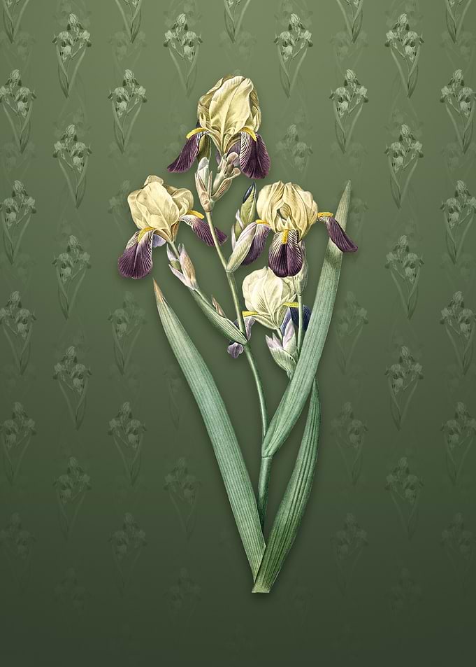 Vintage Elder Scented Iris