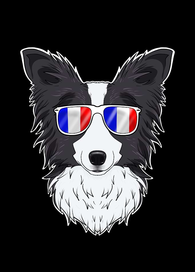 Border Collie France